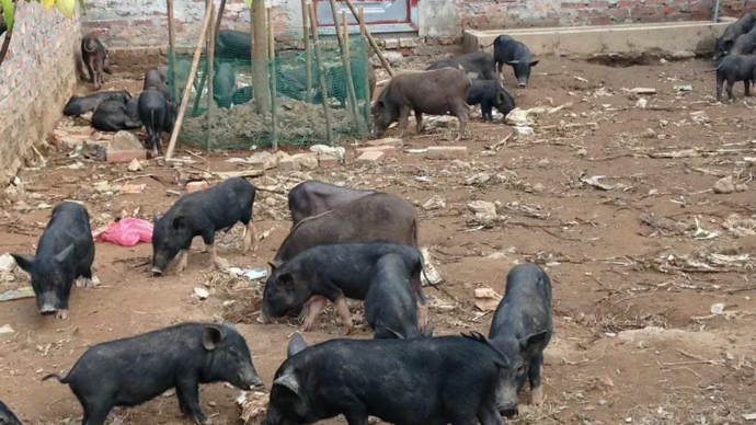 Giá lợn mán nguyên con có đắt không?