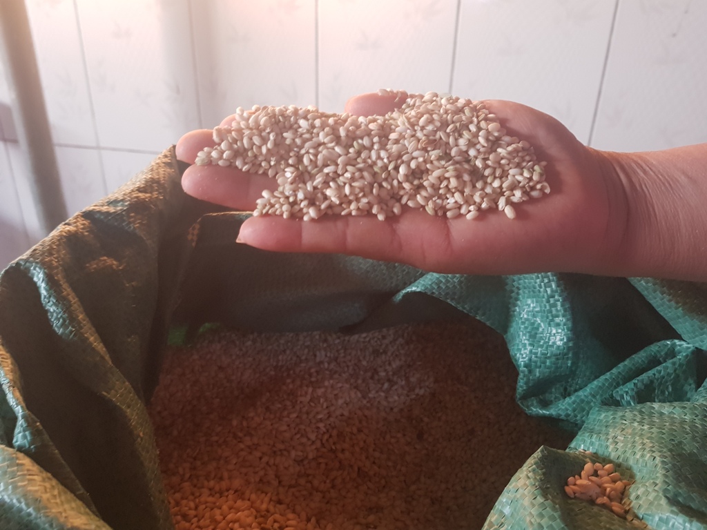 Nếp cái hoa vàng: